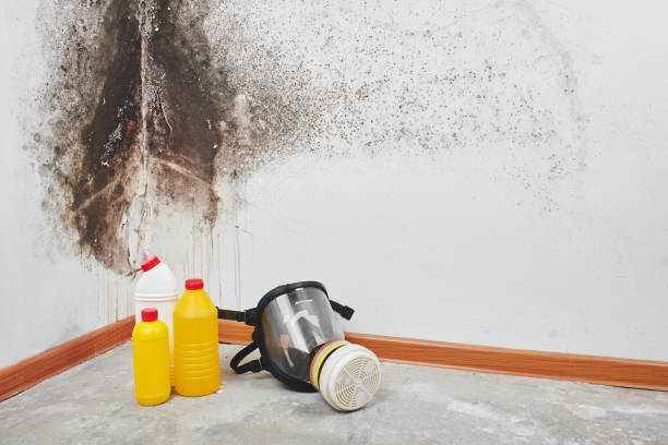 Best Toxic Mold Removal  in Goodwell, OK