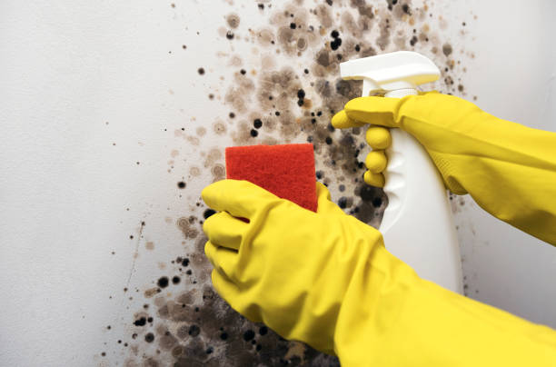 Best Best Mold Removal Companies  in Goodwell, OK