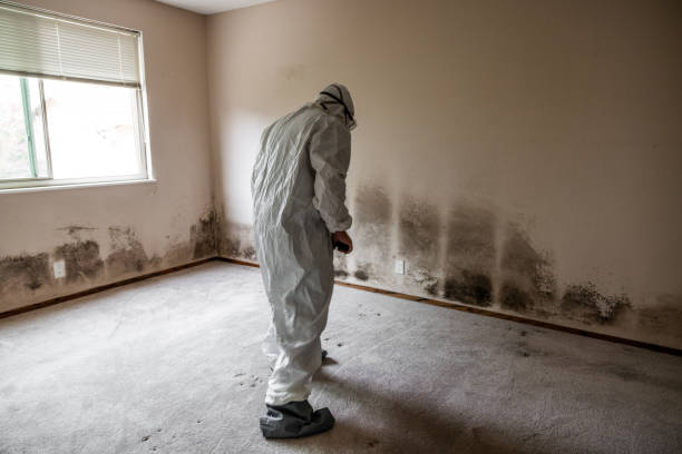 Best Local Mold Removal Service  in Goodwell, OK