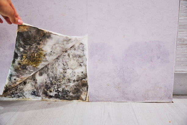 Best Best Mold Removal Companies  in Goodwell, OK